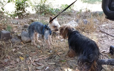 Guardería de día para perros
