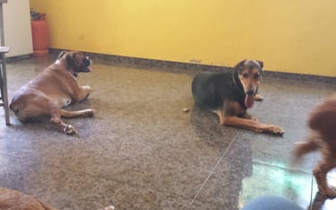 Guardería de día para perros