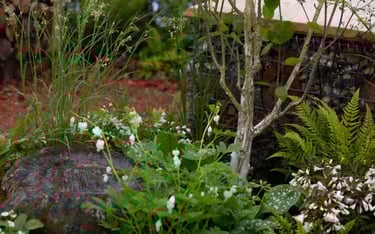 Ammonite fossil used as a waterbowl sits in the foreground, surrounded by planting