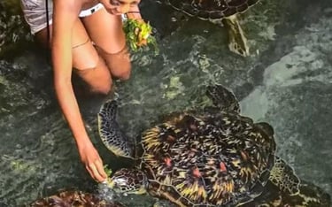 Hands-on experience feeding sea turtles and discovering marine life in Zanzibar