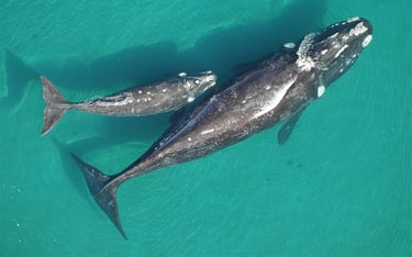 ballena franca austral