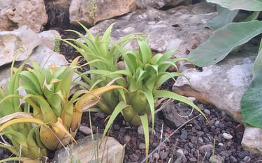 three succulents growing in a stony soil