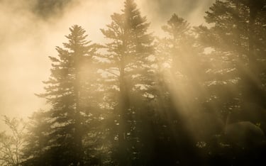 levers de soleil dans la brume sur des sapins dans le vercors