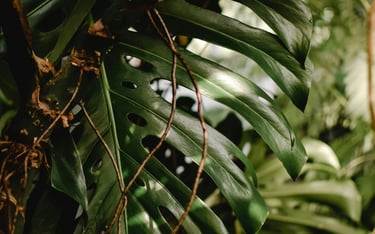 Mature wild Monstera deliciosa leaf with full fenestrations