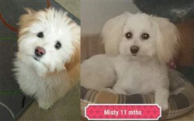 two maltipoo puppies color change