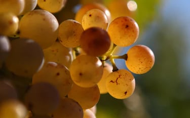 Grappe de raisin blanc sous le soleil 