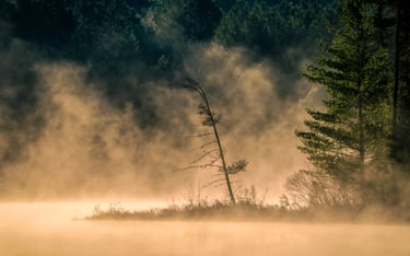 a lone tree in the middle of a foggy lake
