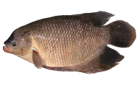 Ikan Gurami