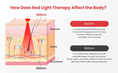 Diagram showing 660nm and 850nm red light wavelengths reaching different skin layers