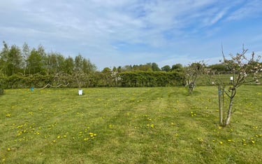 camping in the orchard