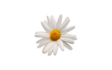 Chamomile 