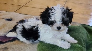 Black and White Registered Designer Breed Mal-Shi Pup.