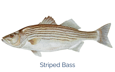 picture of a striped bass fish 
