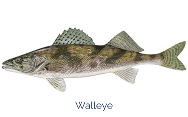 picture of a walleye