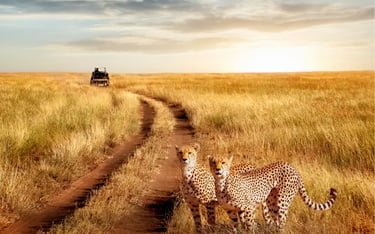 Two cheetahs standing in the African savanna at sunset with a safari vehicle in the distance.