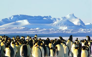 A large colony of Emperor penguins huddling on Antarctic ice with snow-covered mountains in the background.