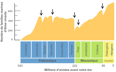 Évolution de la biodiversité au cours des temps géologiques (courbe de Sepkoski)