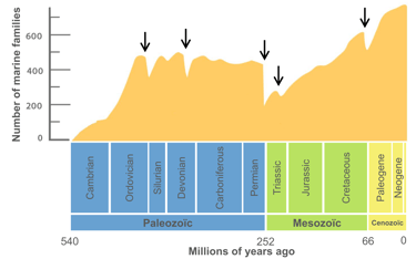 Evolution of biodiversity over geological time (Sepkoski curve)