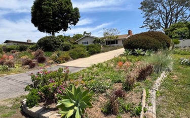 a house with a long driveway lined with plants