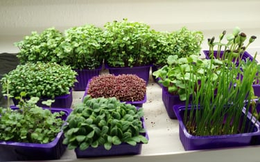 a picture of Early Greens microgreens nursery  produce