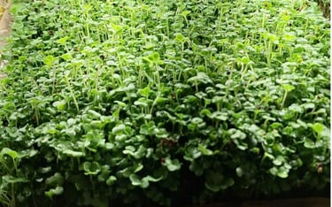 a trays of live broccoli micro greens