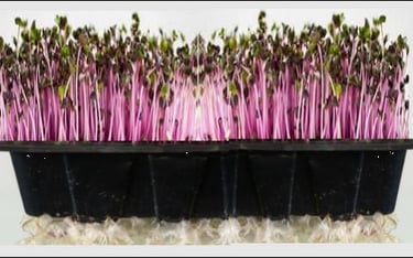 a mini trays of live red cabbage micro greens