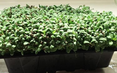 a tray of live fenugreek micro greens