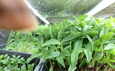 a mini trays of live mung beans micro greens