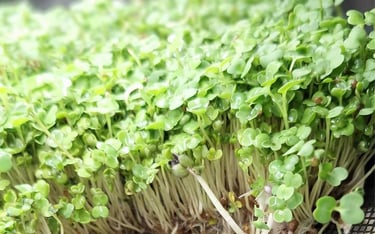 a mini trays of live rocket micro greens