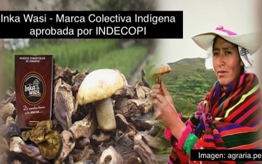 Inka Wasi indigenous collective brand edible mushrooms held by an Andean farmer in Peru.
