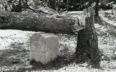 Tree fallen on a tombstone