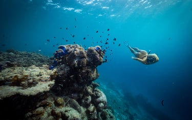 a person swimming in the ocean with a turtle and a turtle