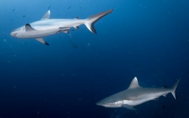 two sharks swimming in the ocean