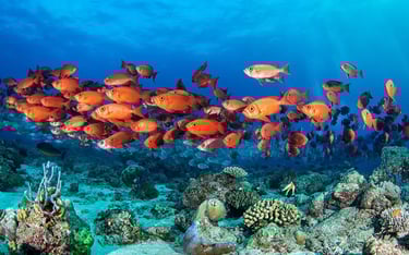 a school of fish in the ocean