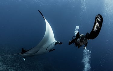 a manta ray ray ray ray ray ray ray ray ray ray ray ray ray