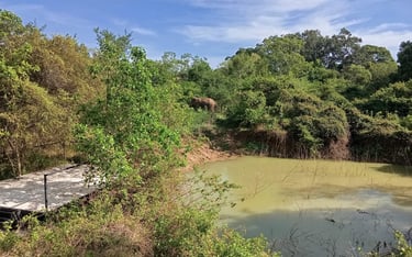 Elephant walking past our water hole at wildcat hostel.