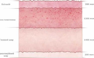 фото схема Вагінальний епітелій до менопаузи