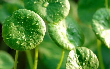 La Centella Asiatica
