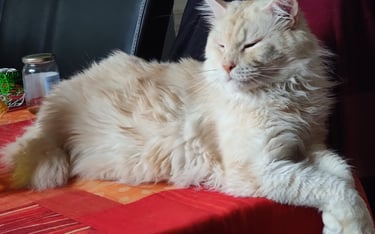 male maine coon