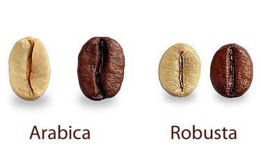 so sánh hạt cà phê Arabica và Robusta