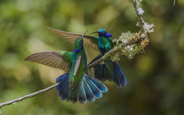 Photography Manu Reserved Natural Paradise 9 D/8N