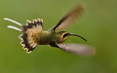 Photography & Birdwatching Manu National Park by Bus 8 Day Amazon Wildlife