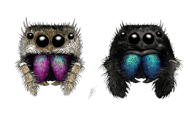 phidippus regius - adopter une phidippus regius - araignée - salticidae