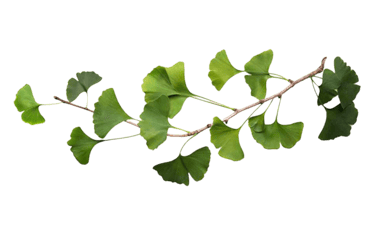 M-Plus ginkgo
