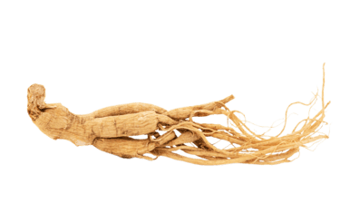 panax ginseng