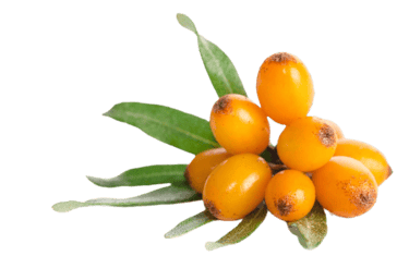 sea buckthorn