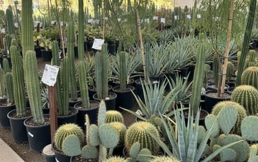 A variety of succulents, cacti, and desert trees like palo verde, willow acacia, Chilean mesquite.