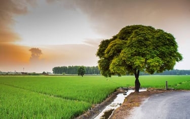 Punjab Land Mutation : Sachar Law Firm