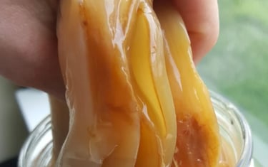 kombucha bioink, tissue repair, biopen