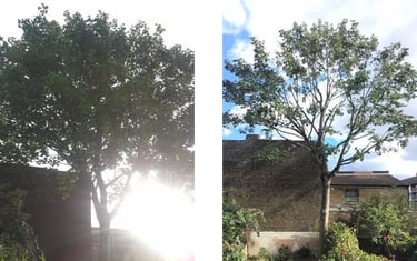 Crown thinning before and after letting more light through by sharp hedges